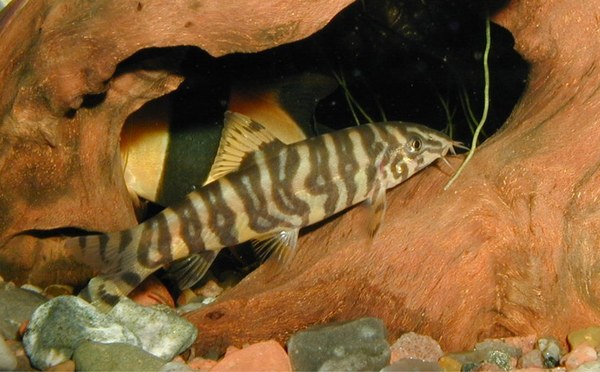 Botia rostrata, adult pattern