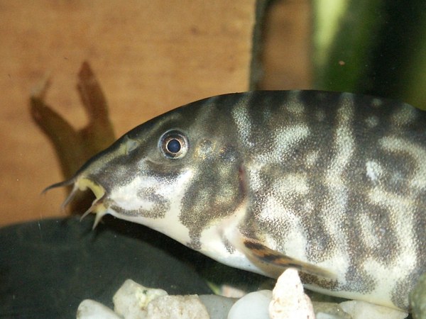 Botia rostrata - Adult female, closeup of head