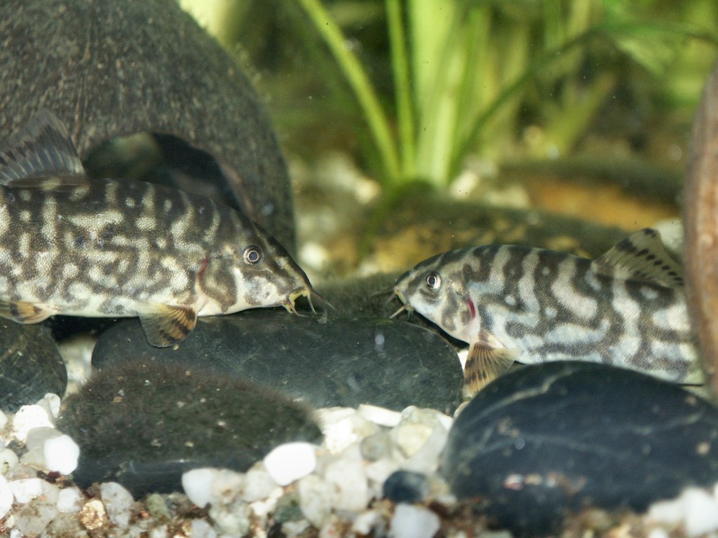 Botia rostrata - Adult female (left) & male (right)