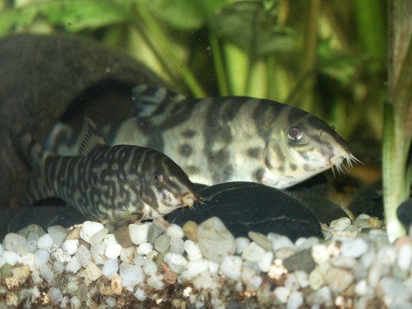 Botia rostrata (foreground), B. histrionica (rear)