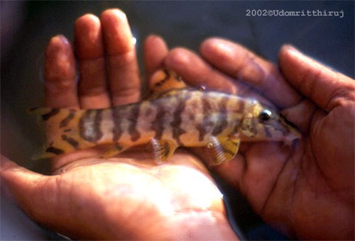 Botia unknown01 - First known specimen