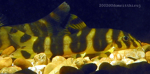Botia unknown01 - Juvenile Botia unknown01 - Juvenile