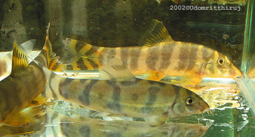Botia unknown01 - Compare with rostrata Botia unknown01 - Compare with rostrata