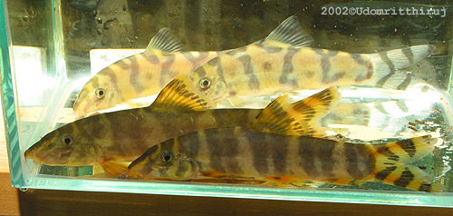 Botia unknown01 - Compare with histrionica 2 Botia unknown01 - Compare with rostrata 2