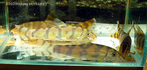 Botia unknown01 - Compare with histrionica 4 Botia unknown01 - Compare with rostrata 4