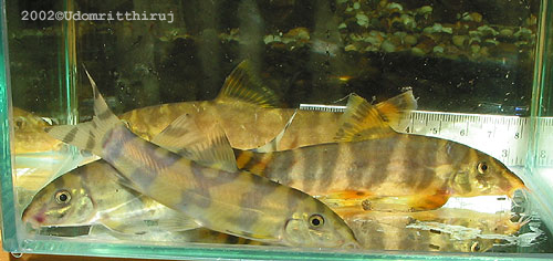 Botia unknown01 - Compare with histrionica 5 Botia unknown01 - Compare with rostrata 5