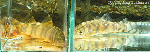 Botia unknown01 - Compare with histrionica 6 Botia unknown01 - Compare with rostrata 6