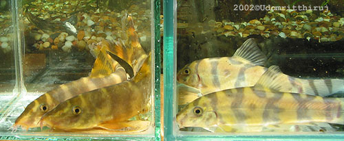 Botia unknown01 - Compare with histrionica 7 Botia unknown01 - Compare with rostrata 7