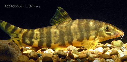 Botia unknown01 - 5" Adult Botia unknown01 - 5" Adult