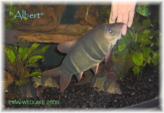 Chromobotia macracanthus: Albert, the 17 year old clown loach.