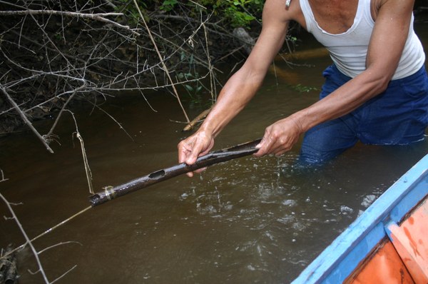 Chromobotia macracanthus wild catching technique using "tabung"