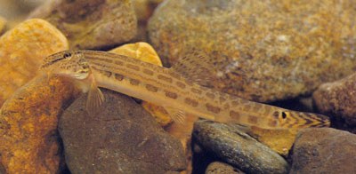 Cobitis lutheri Cobitis lutheri
