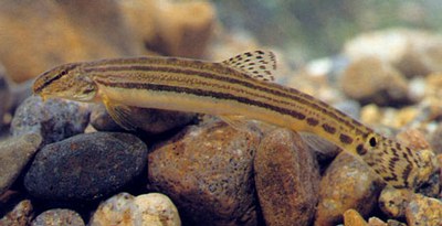 Cobitis striata Cobitis striata