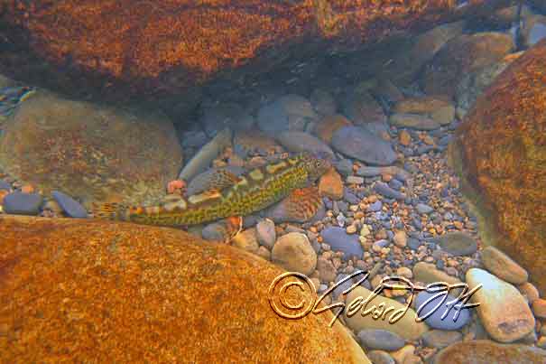 Crossostoma lacustre - underwater photo taken in Bei Shih (Bei River) near Pinlin