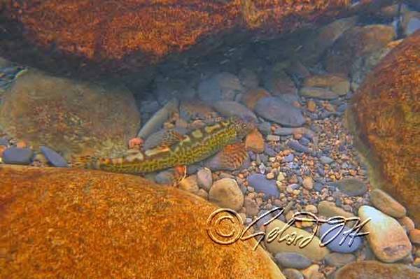 Crossostoma lacustre - underwater photo taken in Bei Shih (Bei River) near Pinlin