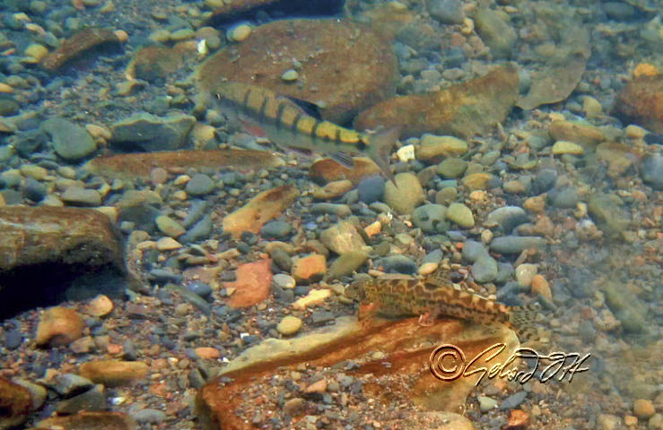 Crossostoma lacustre - underwater photo, which also shows the cyprinid Acrossocheilus paradoxus