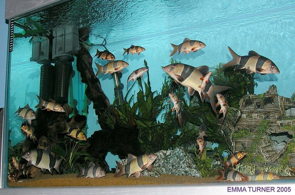 Chromobotia macracanthus group in a large tank Chromobotia macracanthus group in a large tank