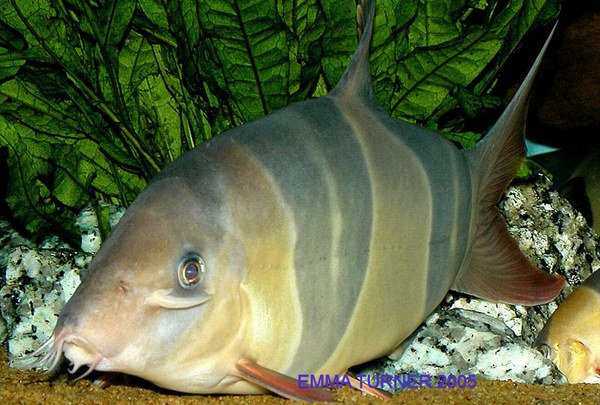 Chromobotia macracanthus with Suboccular spines raised