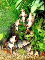 Chromobotia macracanthus - A group engaged in "Loach-dancing"