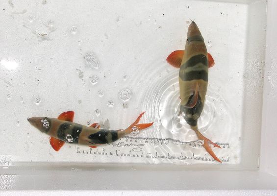 Chromobotia macracanthus, 8.5" and 10.5" fish
