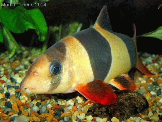 clown freshwater fish