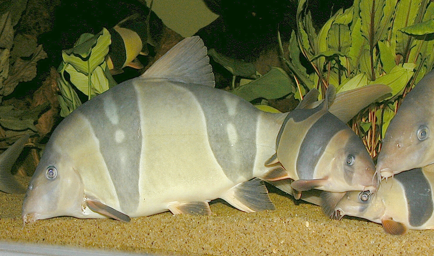 Chromobotia macracanthus, sifting sand though gills. This fish, "Marge" is 11.5" long