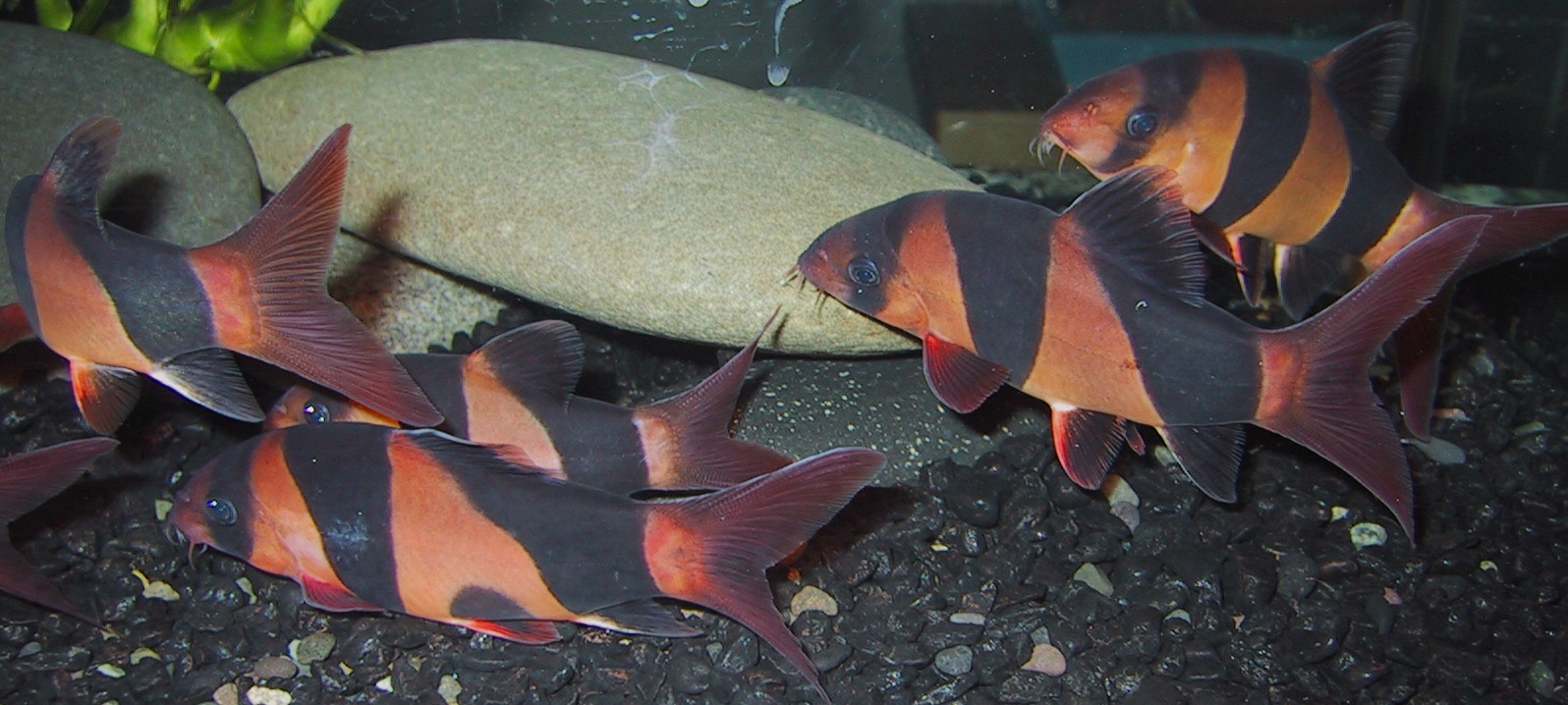 Chromobotia macracanthus - Group of very colorful Clowns