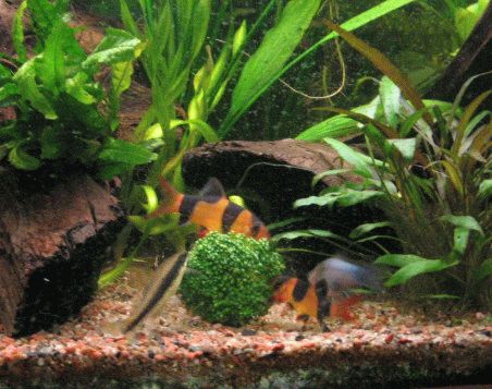 Chromobotia macracanthus _ Eating Broccoli