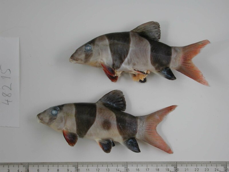 Chromobotia macracanthus -Two fish that died and were preserved