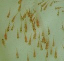 Chromobotia macracanthus - fry