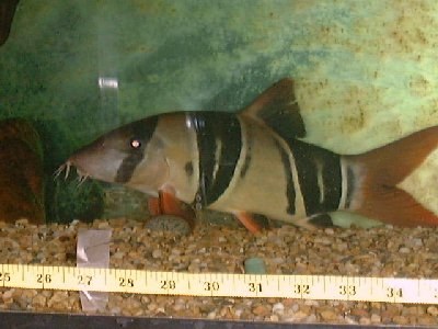 Chromobotia macracanthus - Large adult with light edges to stripes.