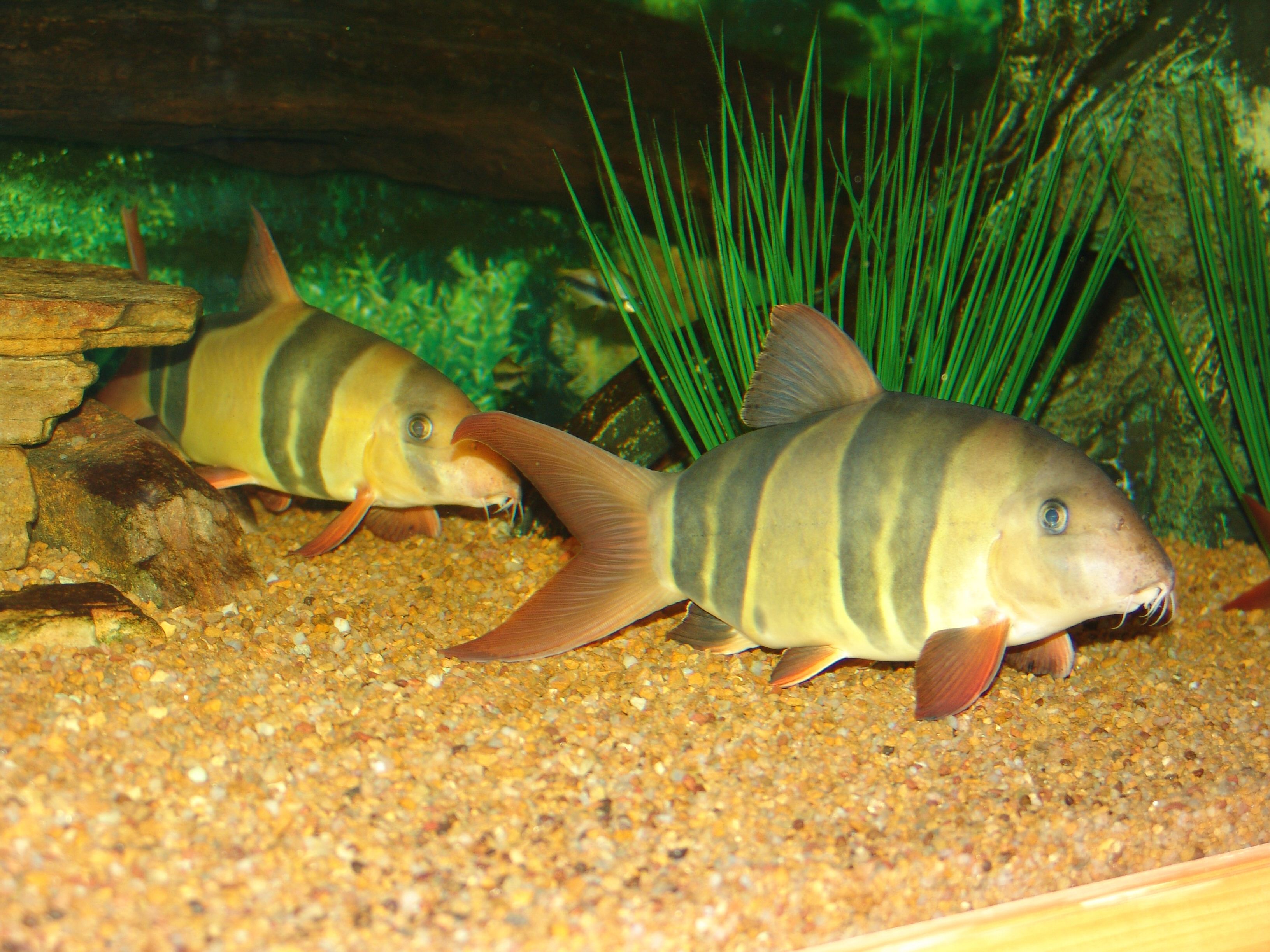 Chromobotia macracanthus - "Basil" (front) & "Sybil"