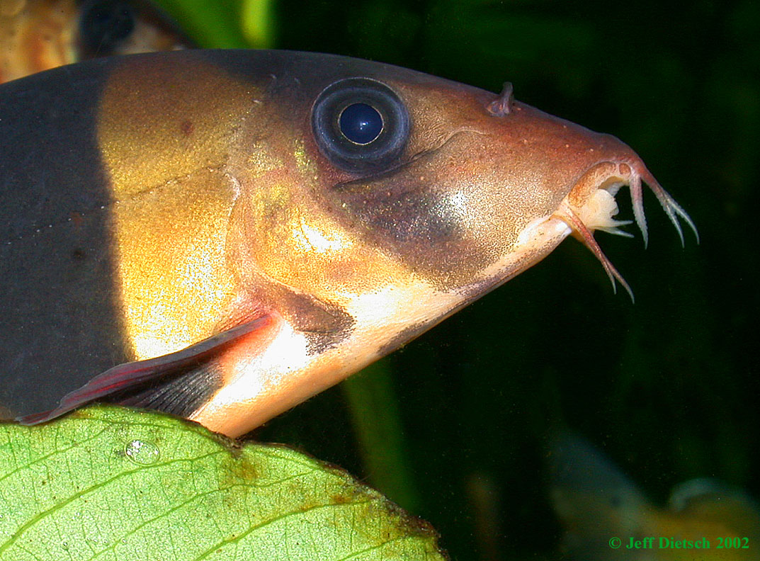 Chromobotia macracanthus - Head detail