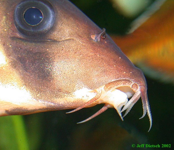 Chromobotia macracanthus - Mouth detail