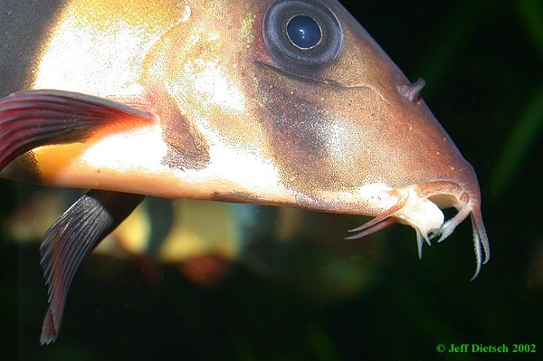 Chromobotia macracanthus - Mouth detail