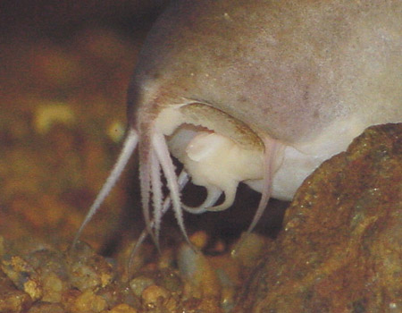 Chromobotia macracanthus - Mouth detail