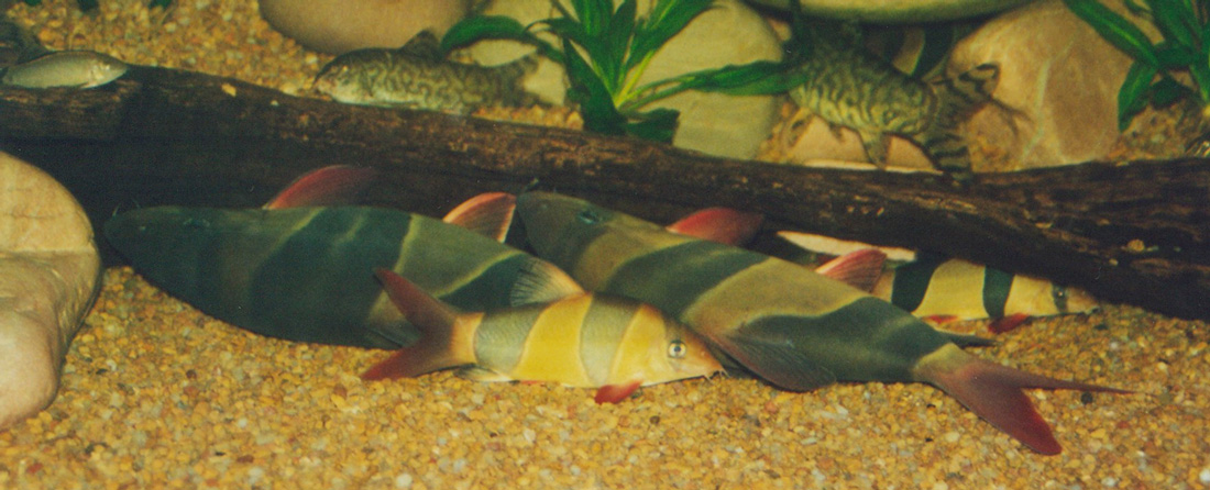 Chromobotia macracanthus - Group having a nap under driftwood.