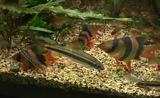 Chromobotia macracanthus - Group of short-bodied fish