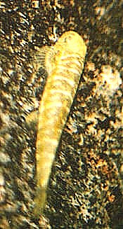 Erromyzon sinensis