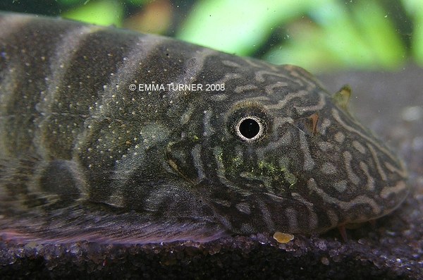 Gastromyzon viriosus - head close-up