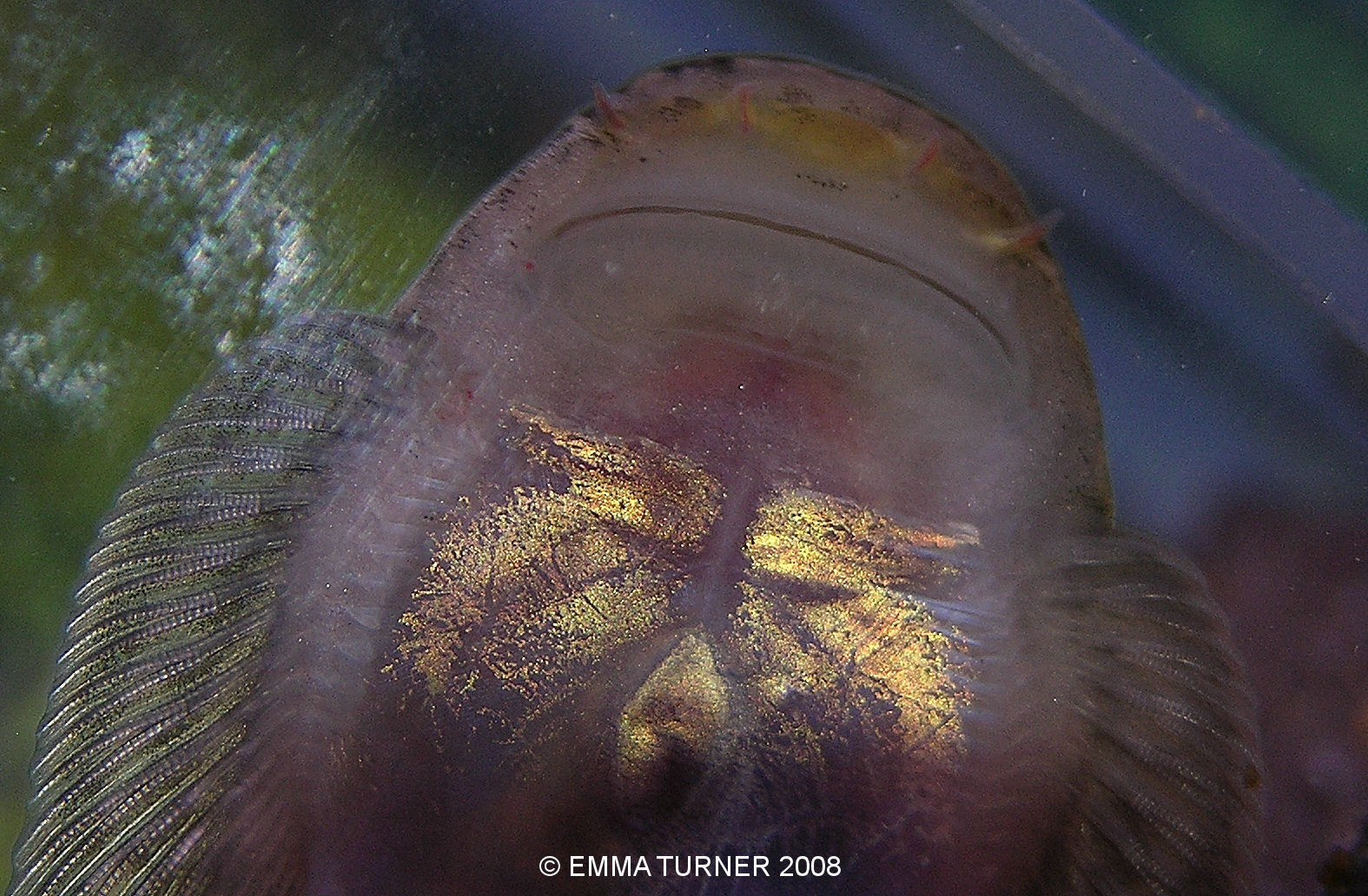 Gastromyzon viriosus - underside, mouth close-up