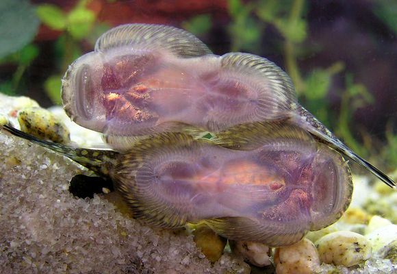 Gastromyzon ctenocephalus pair in shoving match