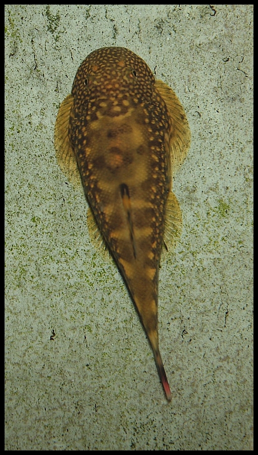 Gastromyzon ocellatus