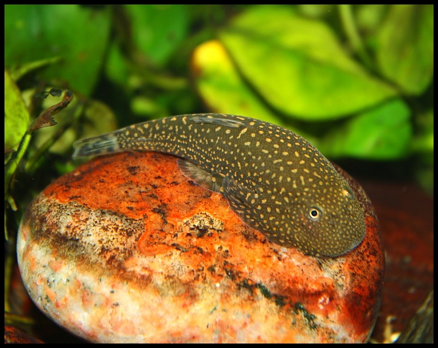 Gastromyzon stellatus