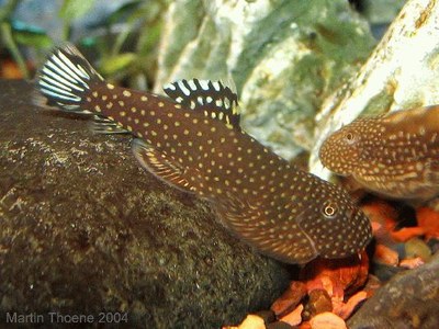 Gastromyzon ctenocephalus, with fins flared