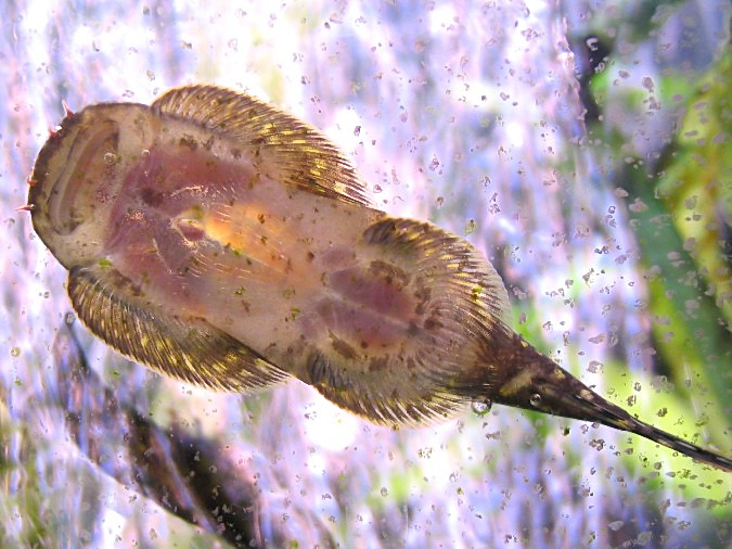 Gastromyzon ctenocephalus, underside