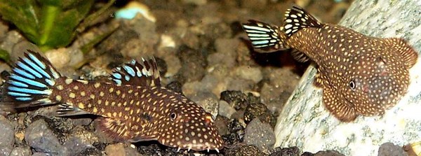 Gastromyzon ctenocephalus - Two fish with flared fins