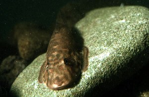 Gastromyzon danumensis