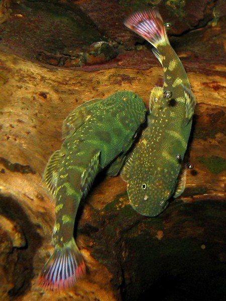 Gastromyzon ocellatus - Two males fighting