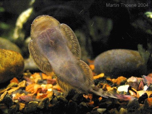 Gastromyzon ocellatus, underside